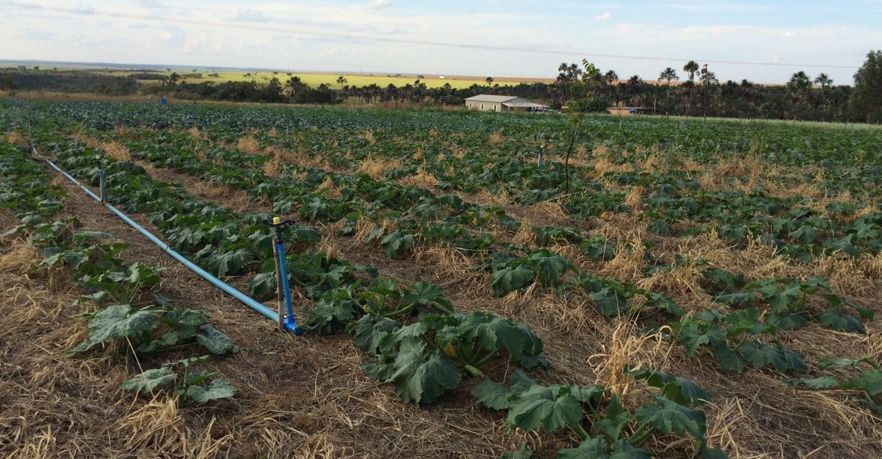 imagem sem descrição.