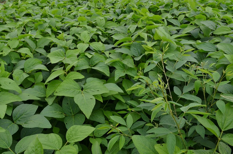 imagem sem descrição.