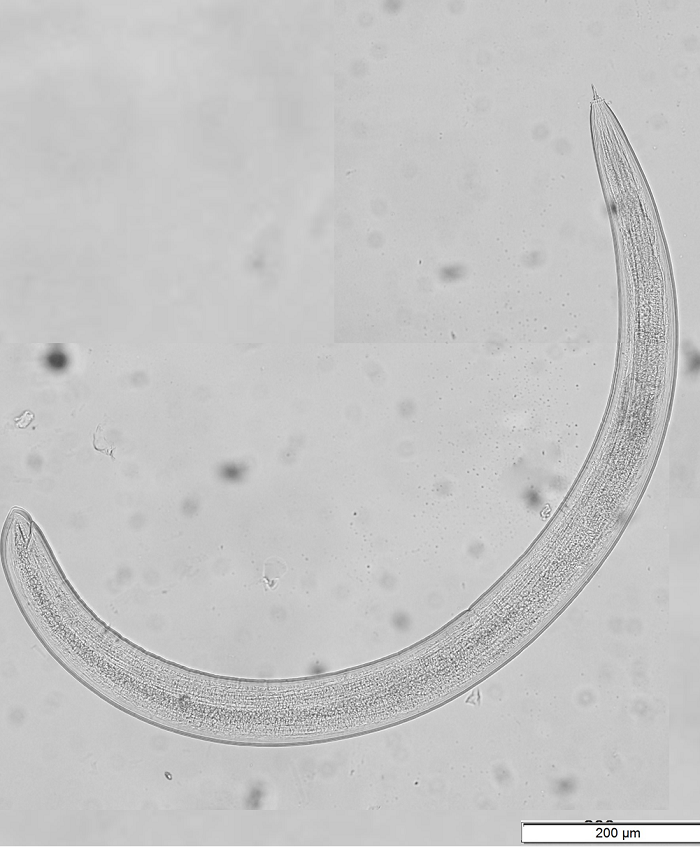 Tubixaba visto no microscópio imagem sem descrição.