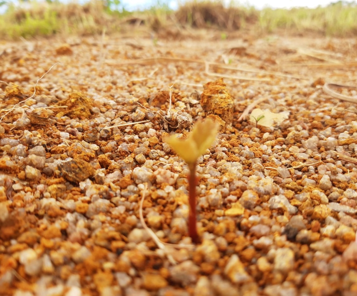 Pequi precisa de tempo para formação de novas plantas. Foto: Vânia Diniz